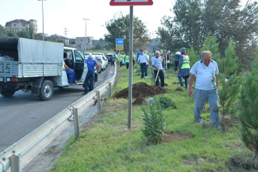 Zığ yolu küçəsində “Yaşıl Dünya naminə həmrəylik ili” çərçivəsində növbəti ağacəkmə aksiyası keçirilib