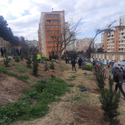 “Yaşıl Dünya naminə həmrəylik ili” çərçivəsində 8 Noyabr və Gəncə prospektlərində, Cavanşir küçəsində ağacəkmə aksiyası keçirilib