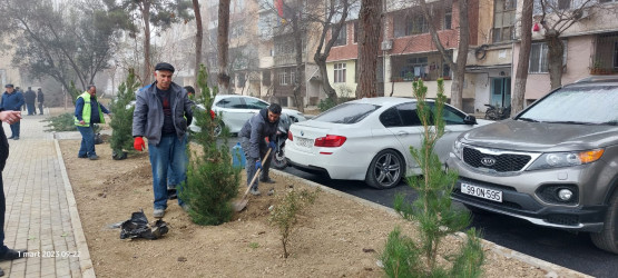 Xətai rayonunda ağacəkmə aksiyası keçirilib
