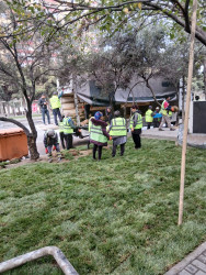 Rayonun Məhəmməd Hadi və Aşıq Ələsgər küçələrində yaşıllıq zolağı salınıb