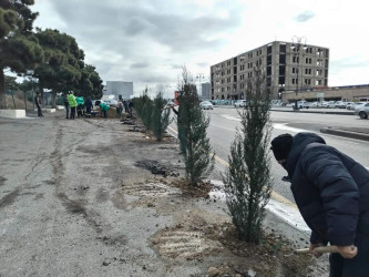 Xətai rayonunda  Cavanşir küçəsi 21 və Babək prospektində ağacəkmə aksiyası keçirilib