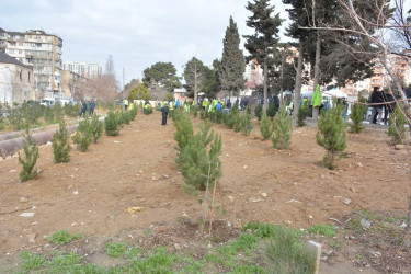 Xətai rayonunda  Cavanşir küçəsi 21 və Babək prospektində ağacəkmə aksiyası keçirilib