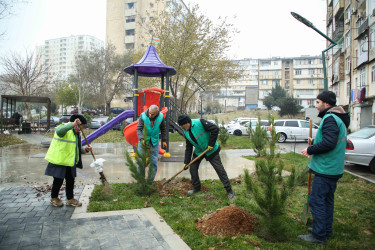 Xətai rayonunda Cavanşir və Ceyhun Həsənov küçələrində ağacəkmə aksiyası keçirilib