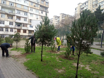 Xətai rayonunda İnqilab İsmayılov küçəsində “Yaşıl dünya naminə həmrəylik ili” çərçivəsində  ağacəkmə aksiyası keçirildi