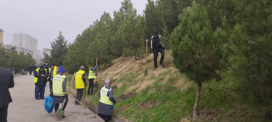 “Yaşıl dünya naminə həmrəylik ili” çərçivəsində Gəncə prospekti və Cavanşir küçələrində ağacəkmə aksiyası keçirilib