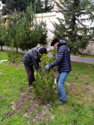 Xətai rayonunda İnqilab İsmayılov küçəsində “Yaşıl dünya naminə həmrəylik ili” çərçivəsində  ağacəkmə aksiyası keçirildi