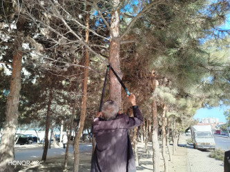 Xətai rayonunda yeni yaşıllıq zolaqları salınmışdır