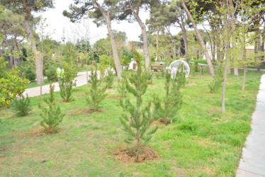 Xətai rayonunda “Konstitusiya və Suverenlik ili” çərçivəsində ümumrayon iməcliyi və ağacəkmə aksiyası təşkil olunub.