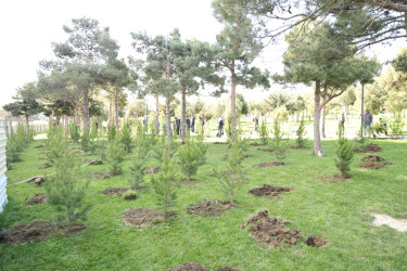 18 aprel 2026-cı il tarixində Xətai rayonunda “Şəhərsalma və Memarlıq ili” çərçivəsində ağacəkmə aksiyası keçirilib