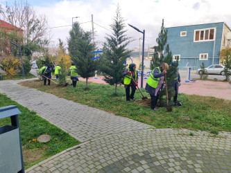 Xətai rayonunda Polad Həşimov küçəsində “Yaşıl dünya naminə həmrəylik ili” çərçivəsində  ağacəkmə aksiyası keçirildi