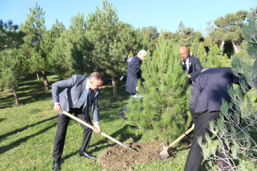 Gənclik parkında daha bir ağacəkmə aksiyası keçirildi