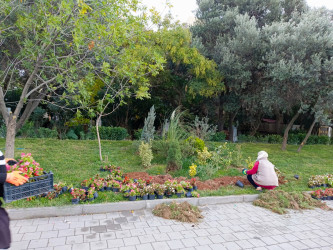 Xətai rayonunda “Yaşıl dünya naminə həmrəylik ili” çərçivəsində ağacəkmə aksiyası davam edir