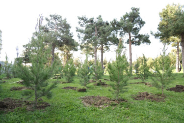 18 aprel 2026-cı il tarixində Xətai rayonunda “Şəhərsalma və Memarlıq ili” çərçivəsində ağacəkmə aksiyası keçirilib