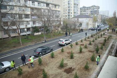 Xətai rayonunda Cavanşir və Ceyhun Həsənov küçələrində ağacəkmə aksiyası keçirilib