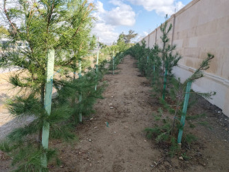 Xətai rayonunda “Yaşıl dünya naminə həmrəylik ili” çərçivəsində ağacəkmə aksiyası davam edir