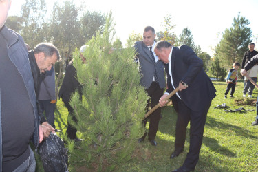Gənclik parkında daha bir ağacəkmə aksiyası keçirildi