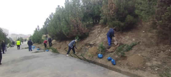 “Yaşıl dünya naminə həmrəylik ili” çərçivəsində Gəncə prospekti və Cavanşir küçələrində ağacəkmə aksiyası keçirilib