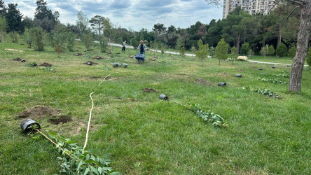Xətai rayonunda “Konstitusiya və Suverenlik ili” çərçivəsində ağacəkmə aksiyası keçirildi