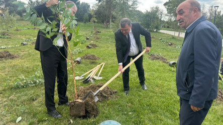 Xətai rayonunda “Konstitusiya və Suverenlik ili” çərçivəsində ağacəkmə aksiyası keçirildi