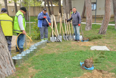 Xətai rayonunda “Konstitusiya və Suverenlik ili” çərçivəsində ümumrayon iməcliyi və ağacəkmə aksiyası təşkil olunub.