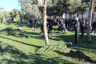 Gənclik parkında daha bir ağacəkmə aksiyası keçirildi