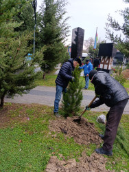 Xətai rayonunda İnqilab İsmayılov küçəsində “Yaşıl dünya naminə həmrəylik ili” çərçivəsində  ağacəkmə aksiyası keçirildi