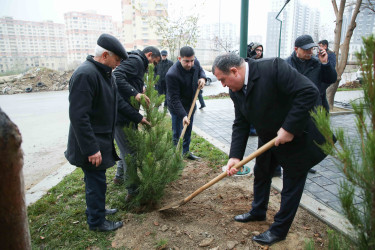 Xətai rayonunda Cavanşir və Ceyhun Həsənov küçələrində ağacəkmə aksiyası keçirilib