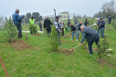 “Konstitusiya və Suverenlik ili” çərçivəsində Gənclik parkında ağacəkmə aksiyası təşkil olunub.