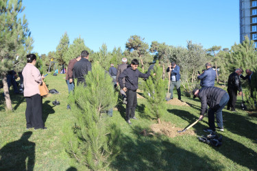 Gənclik parkında daha bir ağacəkmə aksiyası keçirildi