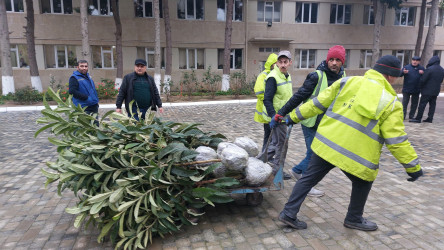 Humanitar Fənlər Təmayüllü liseydə və  M.Rüstəmov küçəsində Ümummili lider Heydər Əliyevin 100 illik yubileyinə həsr olunmuş növbəti ağacəkmə aksiyası keçirilib