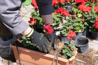 18 aprel 2026-cı il tarixində Xətai rayonunda “Şəhərsalma və Memarlıq ili” çərçivəsində ağacəkmə aksiyası keçirilib