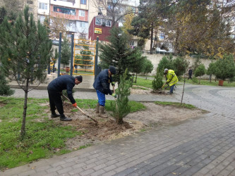 Xətai rayonunda İnqilab İsmayılov küçəsində “Yaşıl dünya naminə həmrəylik ili” çərçivəsində  ağacəkmə aksiyası keçirildi