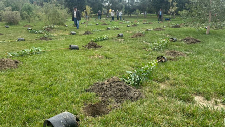 Xətai rayonunda “Konstitusiya və Suverenlik ili” çərçivəsində ağacəkmə aksiyası keçirildi