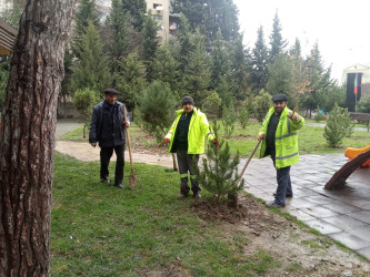 Xətai rayonunda İnqilab İsmayılov küçəsində “Yaşıl dünya naminə həmrəylik ili” çərçivəsində  ağacəkmə aksiyası keçirildi