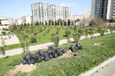 18 aprel 2026-cı il tarixində Xətai rayonunda “Şəhərsalma və Memarlıq ili” çərçivəsində ağacəkmə aksiyası keçirilib