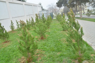 “Konstitusiya və Suverenlik ili” çərçivəsində Gənclik parkında ağacəkmə aksiyası təşkil olunub.