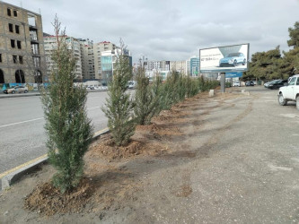 Xətai rayonunda  Cavanşir küçəsi 21 və Babək prospektində ağacəkmə aksiyası keçirilib