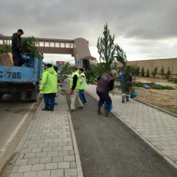 Xətai rayonunda “Yaşıl dünya naminə həmrəylik ili” çərçivəsində ağacəkmə aksiyası davam etdirilir