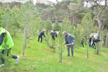 Xətai rayonunda “Konstitusiya və Suverenlik ili” çərçivəsində ümumrayon iməcliyi və ağacəkmə aksiyası təşkil olunub.