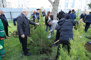 18 aprel 2026-cı il tarixində Xətai rayonunda “Şəhərsalma və Memarlıq ili” çərçivəsində ağacəkmə aksiyası keçirilib