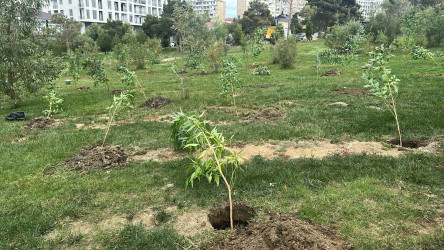 Xətai rayonunda “Konstitusiya və Suverenlik ili” çərçivəsində ağacəkmə aksiyası keçirildi