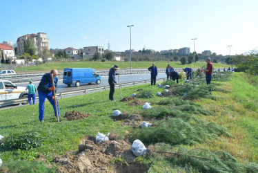 Zığ yolu küçəsində “Yaşıl Dünya naminə həmrəylik ili” çərçivəsində növbəti ağacəkmə aksiyası keçirilib