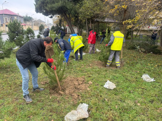 Xətai rayonunda İnqilab İsmayılov küçəsində “Yaşıl dünya naminə həmrəylik ili” çərçivəsində  ağacəkmə aksiyası keçirildi