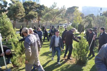 Gənclik parkında daha bir ağacəkmə aksiyası keçirildi
