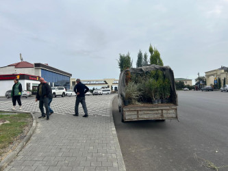 Xətai rayonunda “Yaşıl dünya naminə həmrəylik ili” çərçivəsində ağacəkmə aksiyasına start verilib