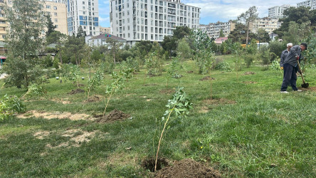 Xətai rayonunda “Konstitusiya və Suverenlik ili” çərçivəsində ağacəkmə aksiyası keçirildi