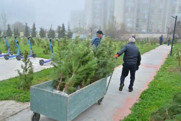 “Konstitusiya və Suverenlik ili” çərçivəsində Gənclik parkında ağacəkmə aksiyası təşkil olunub.