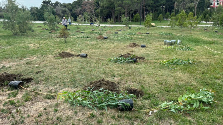 Xətai rayonunda “Konstitusiya və Suverenlik ili” çərçivəsində ağacəkmə aksiyası keçirildi