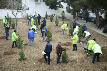 Xətai rayonunda Cavanşir və Ceyhun Həsənov küçələrində ağacəkmə aksiyası keçirilib