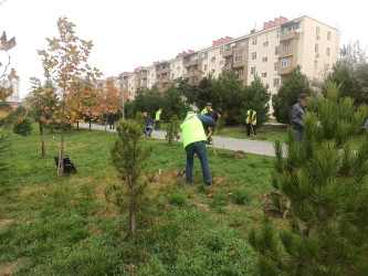 “Yaşıl dünya naminə həmrəylik ili” çərçivəsində Gəncə prospekti və Cavanşir küçələrində ağacəkmə aksiyası keçirilib